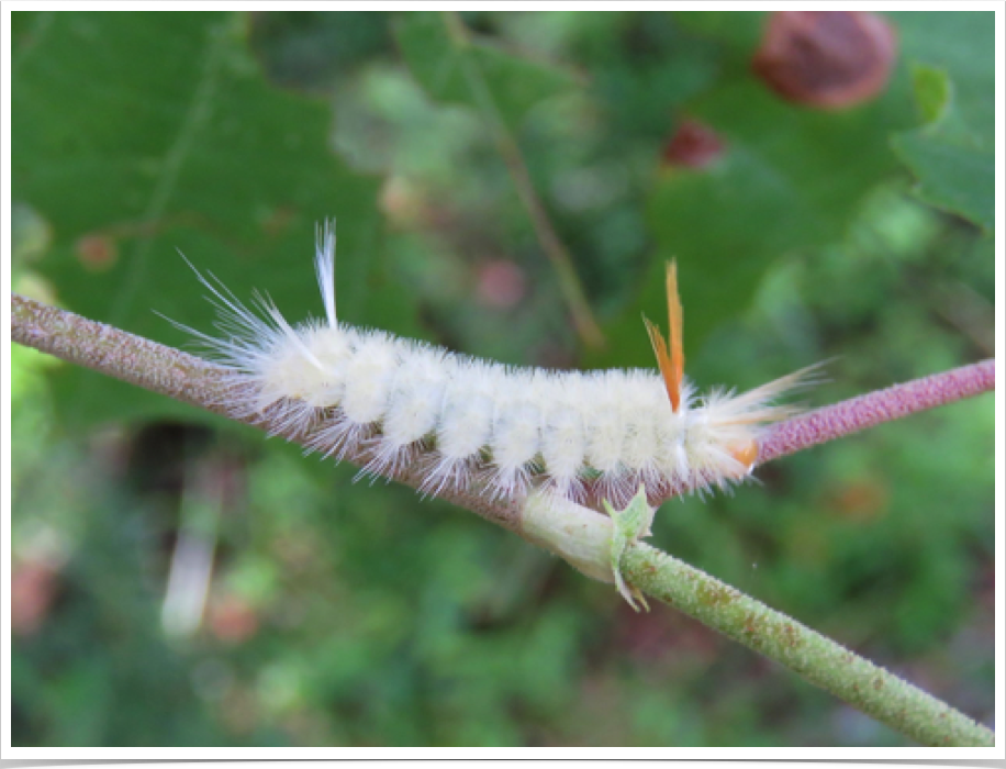 Sycamore Tussock Moth on Sycamore
Halysidota harrisii
Bibb County, Alabama